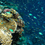 Tiffany & Co beschermt koraalriffen